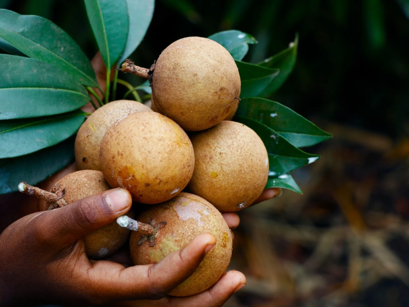 Sapodilla kaç derece soğuğa dayanır