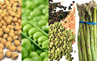 Yüksek Proteinli Sebzeler & Yüksek Proteinli Meyveler