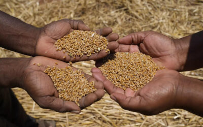 Zerun Buğdayı Özellikleri: Zerun Buğdayı Gluten İçerir mi?