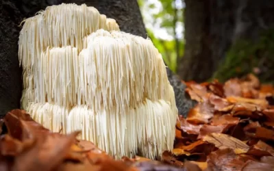 Aslan Yelesi Mantarı (Hericium Erinaceus)