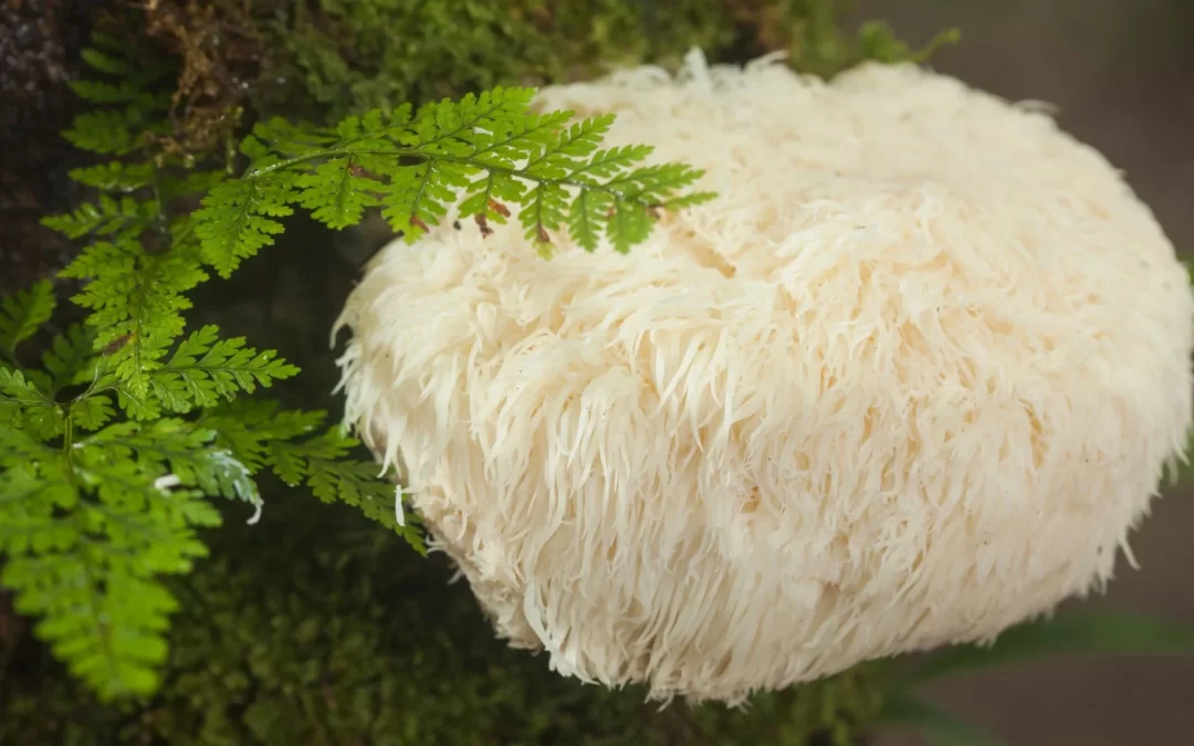 Aslan yelesi mantarı nasıl yetiştirilir