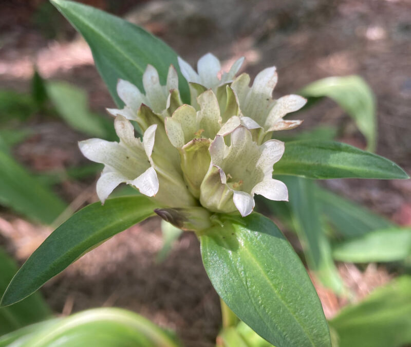 Burlumbuş Otu Nedir? Ne İşe Yarar?