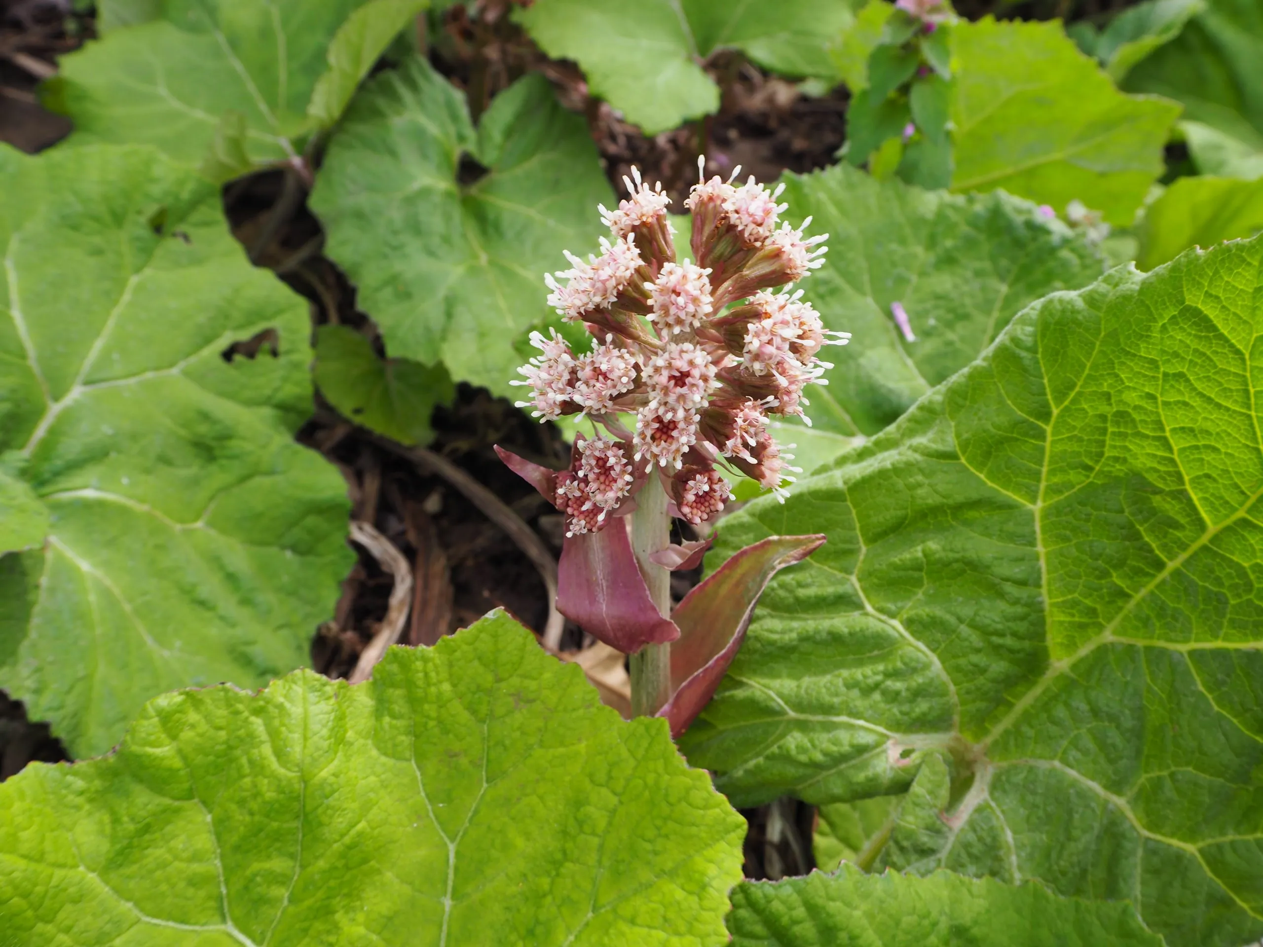 butterbur nedir