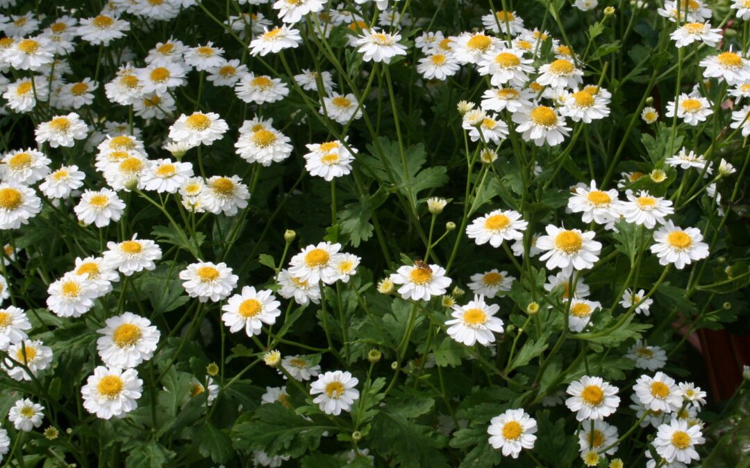 Feverfew ekstresi nedir?