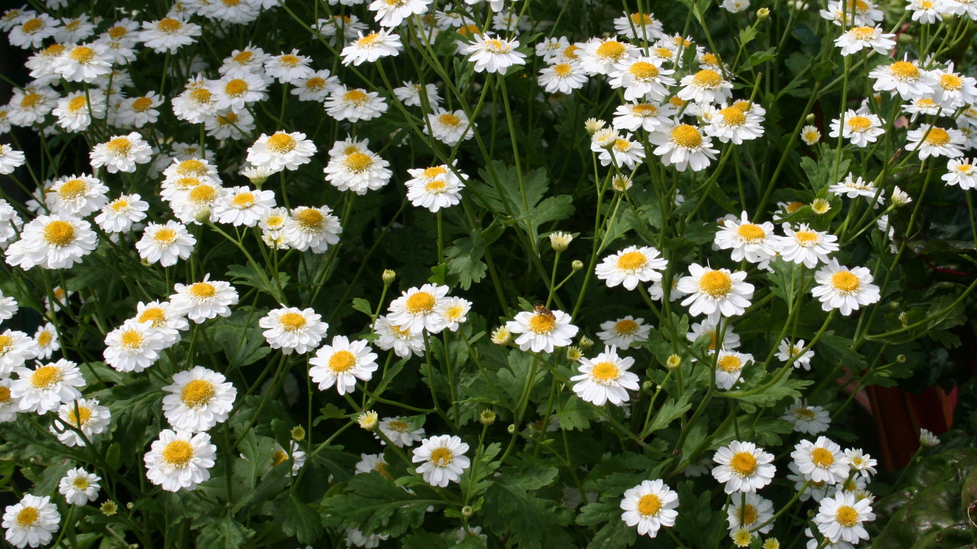 Feverfew ekstresi nedir?