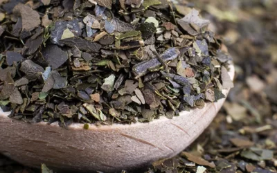 Guayusa Çayı Nedir? Faydaları Neler?