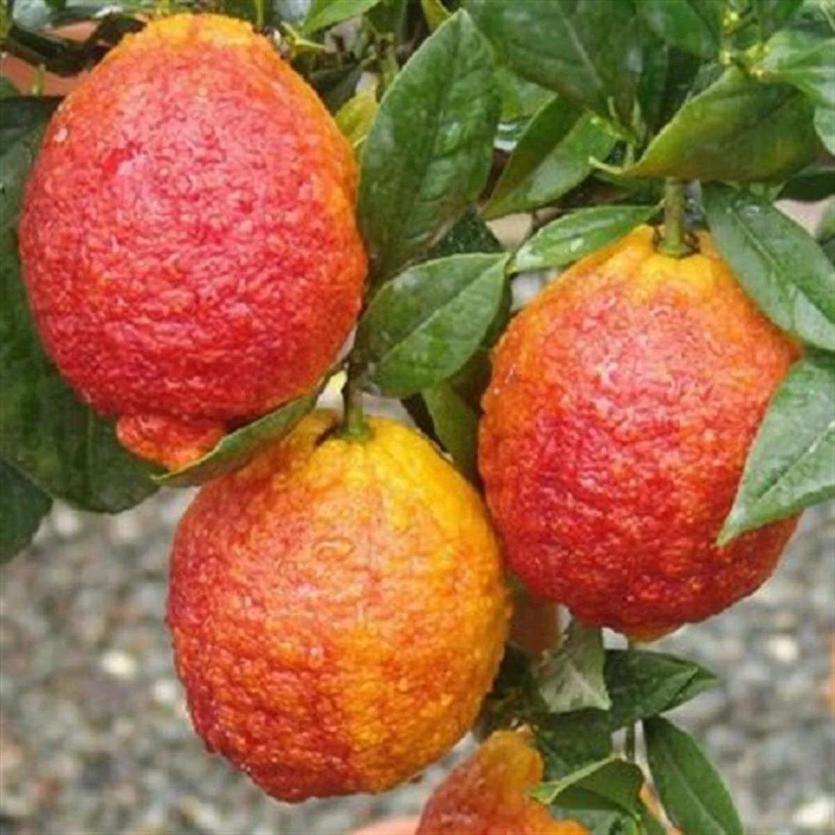 kırmızı limon faydaları