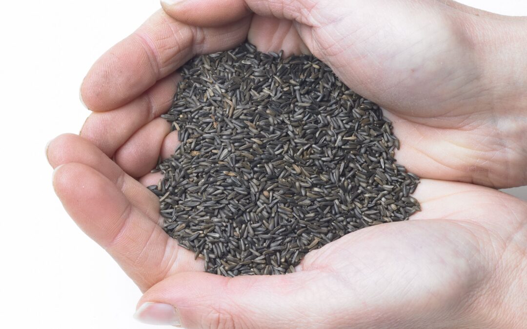 Nijer Tohumu İnsanlar için Faydaları Neler? Nasıl Kullanılır?