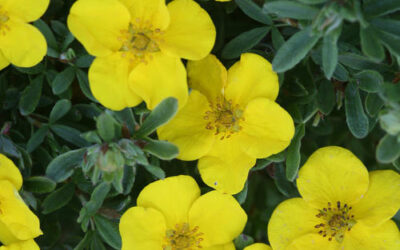Cinquefoil Nedir? Ne İşe Yarar?