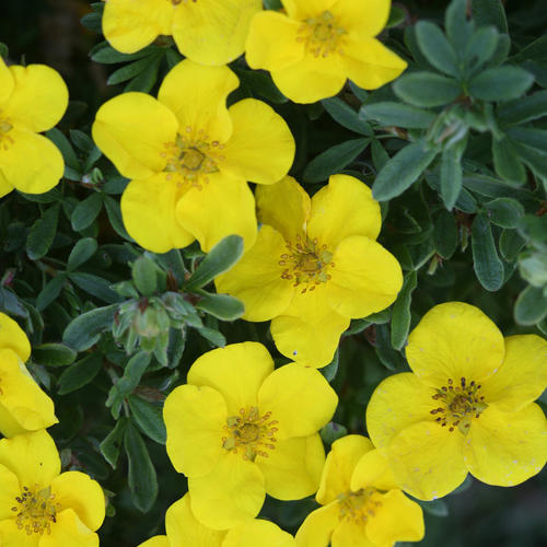 cinquefoil nedir