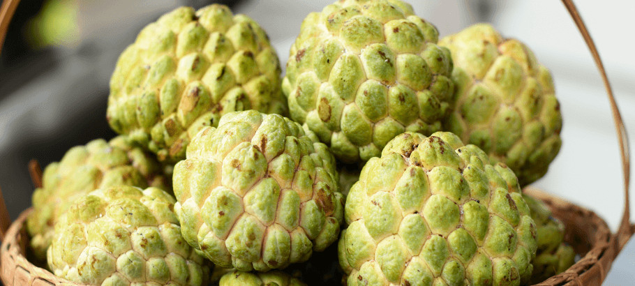 Hint Ayvası (Custard Apple)