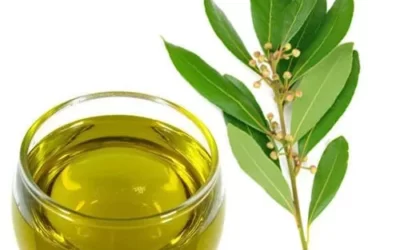 Sugandh Mantri Yağı Nedir? Faydaları Neler?