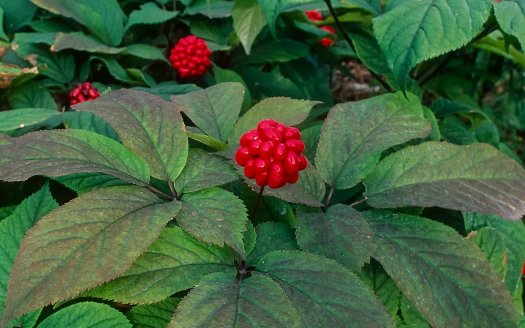 amerikan ginsengi kadınlara faydaları