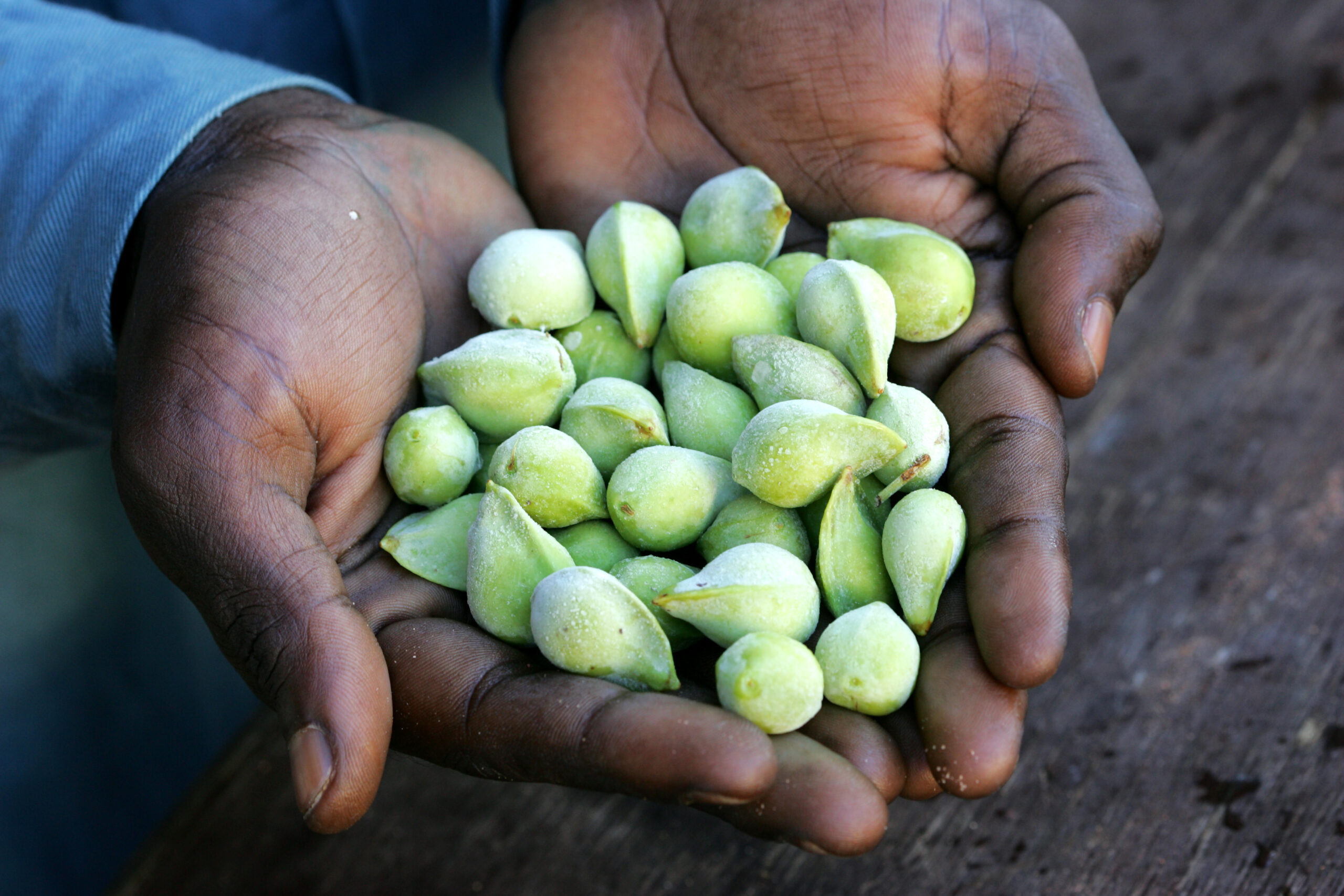 kakadu eriği faydaları