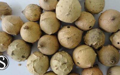 Mazı Meşesi Nasıl Kullanılır? Faydaları