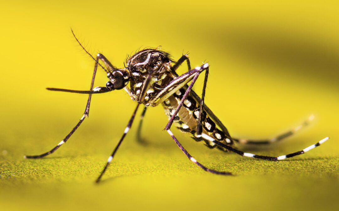 Aedes Sivrisinek Isırığı Belirtileri Neler?