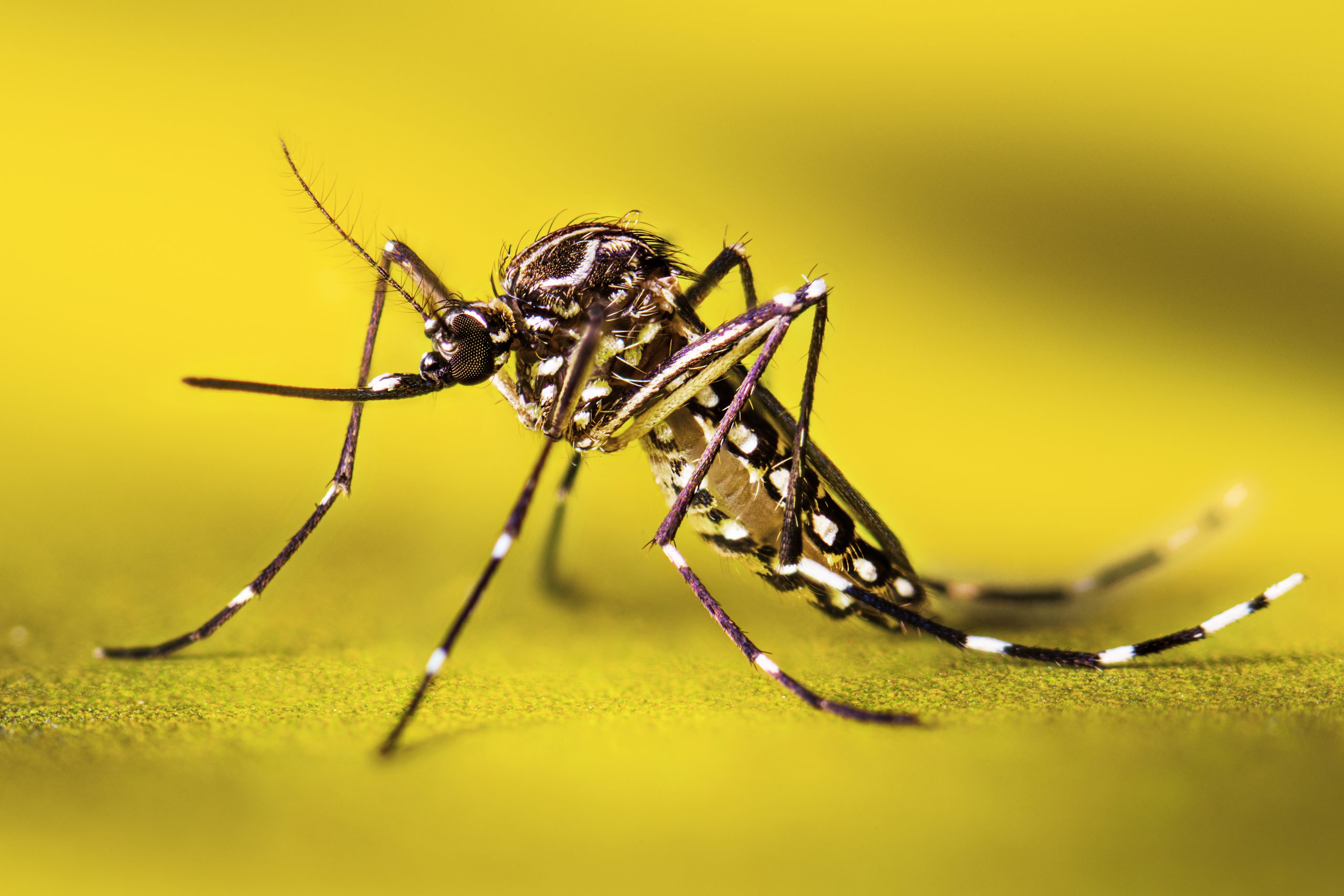 Aedes Sivrisinek Isırığı Belirtileri