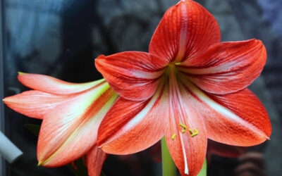 Güzel Hatun Çiçeği Amaryllis Bakımı: Nasıl Çoğaltılır?