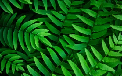 Bitkilerde Sekonder Metabolitler Nelerdir?