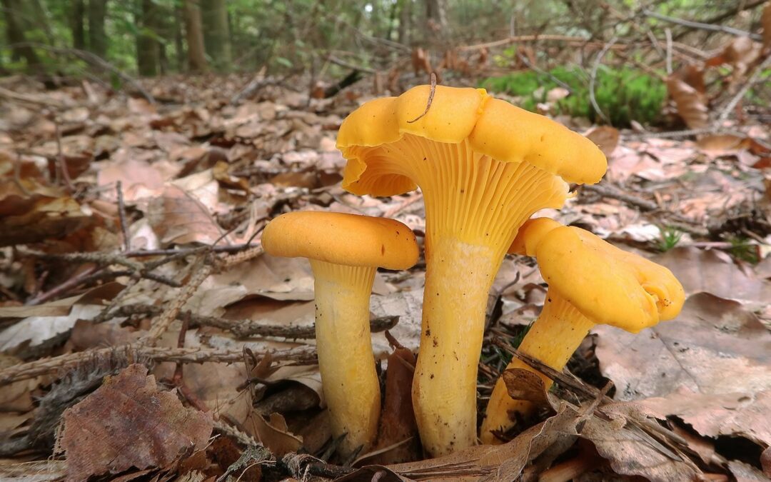 Chanterelle Mantarı yenir mi