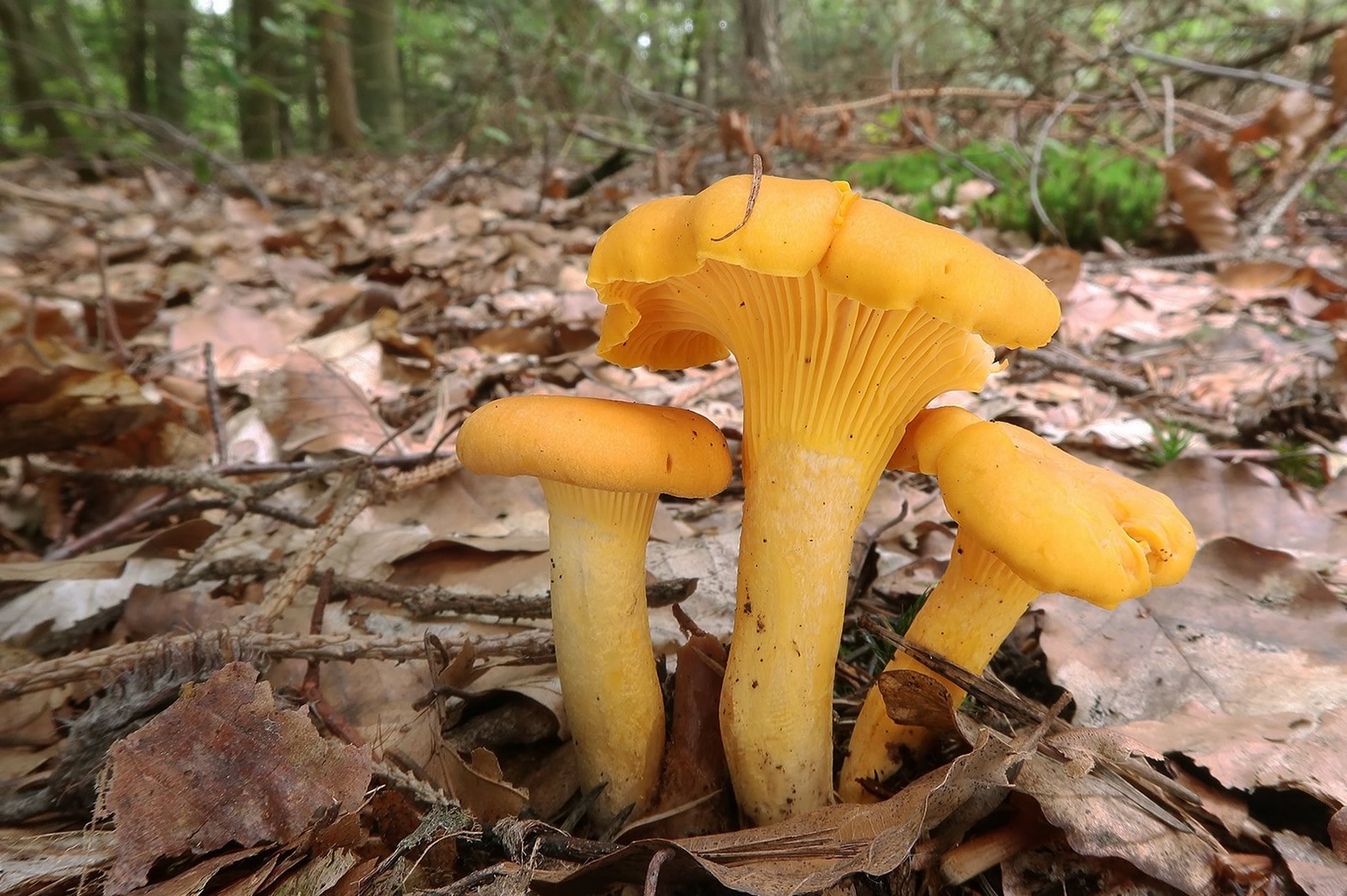 Chanterelle Mantarı yenir mi