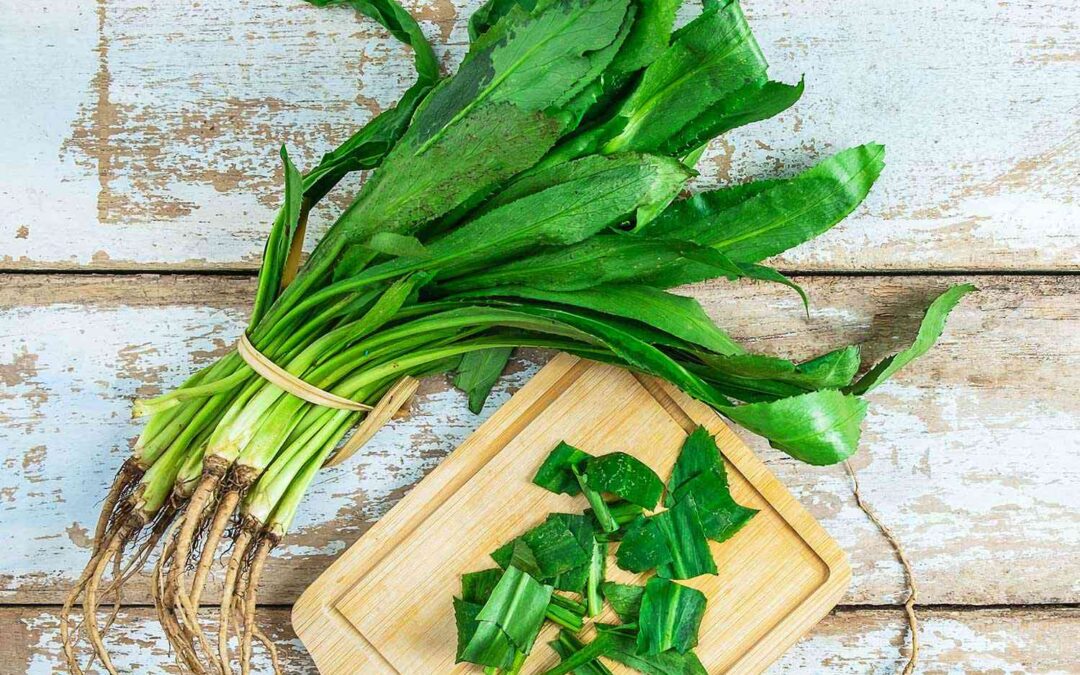 Uzun Kişniş Nasıl Kullanılır? Culantro