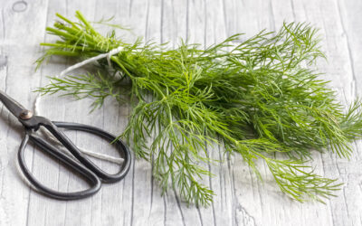 Dereotu Doğal Tiroid İlacı