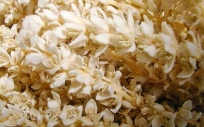 Hurma Poleni Sperm Kalitesini Arttırır mı?