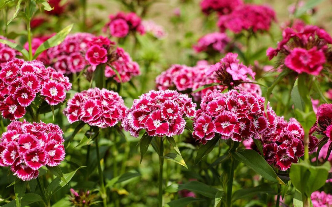 Hüsnü Yusuf Çiçeği Bakımı