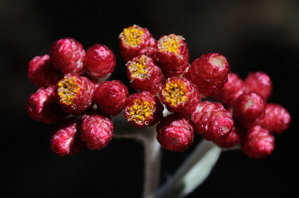 Kırmızı Guddeme (Helichrysum Sanguineum) nedir