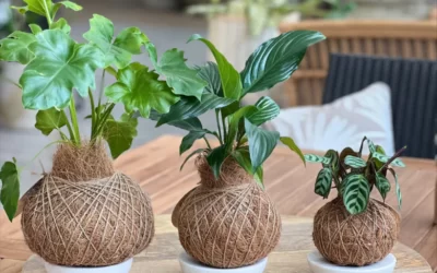 Kokedama Nedir? Kokedama Yapımı