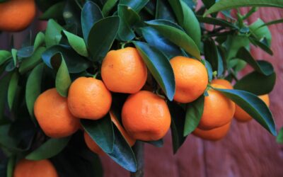 Mandalina Nasıl Değerlendirilir?