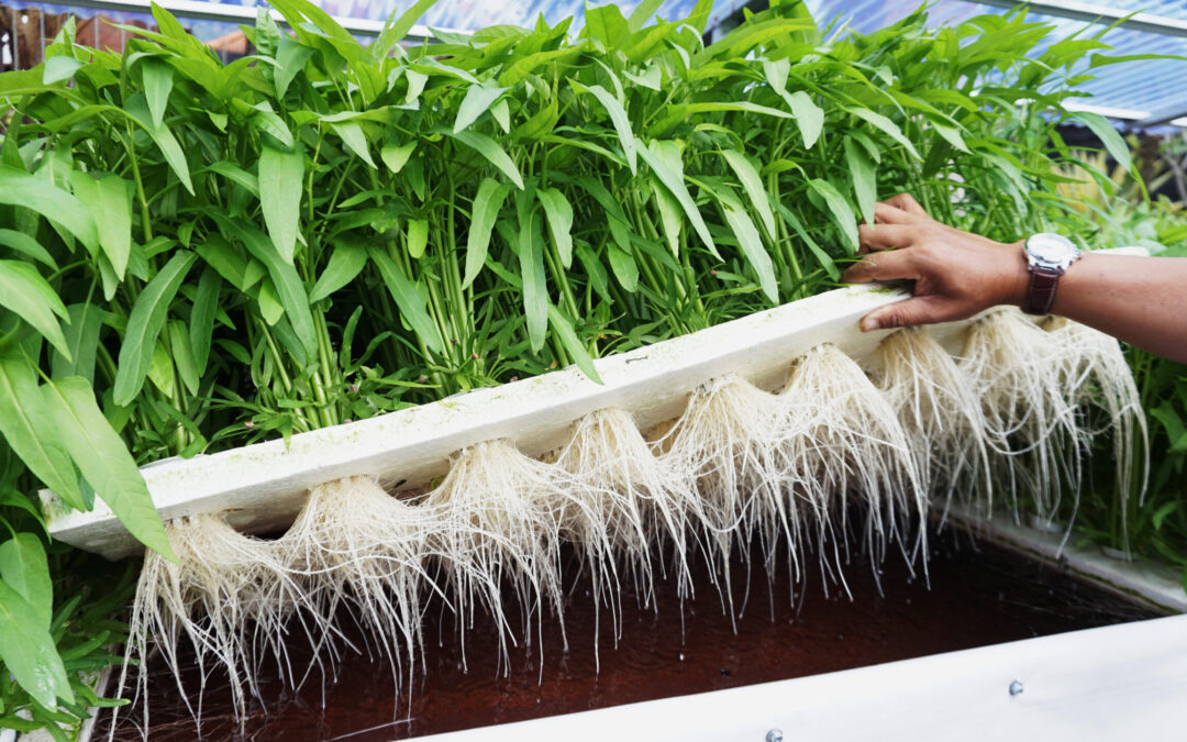 Topraksız Bitki Nasıl Yetiştirilir