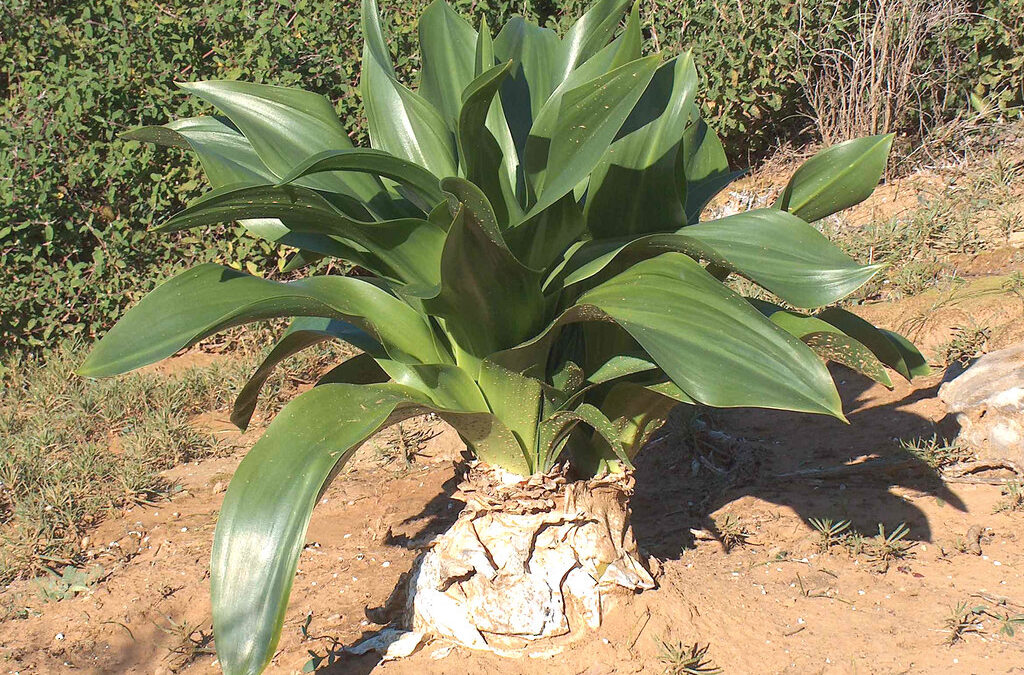 Ada soğanı ne işe yarar?