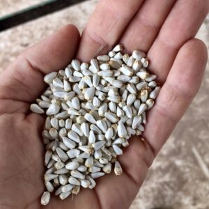 aspir tohumu satın al yerli doğal