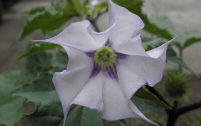 Datura Zehirli mi? Boru Çiçeği Zehirlenmesi
