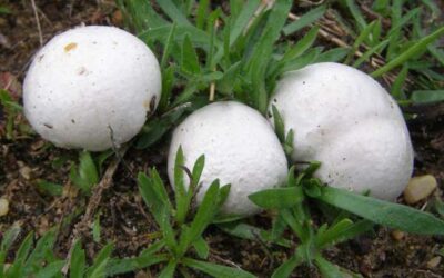 Puf Mantarı Zehirli mi? Yenir mi? Özellikleri