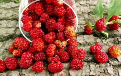 Leafy Goosefoot (Chenopodium foliosum) Nedir? Özellikleri