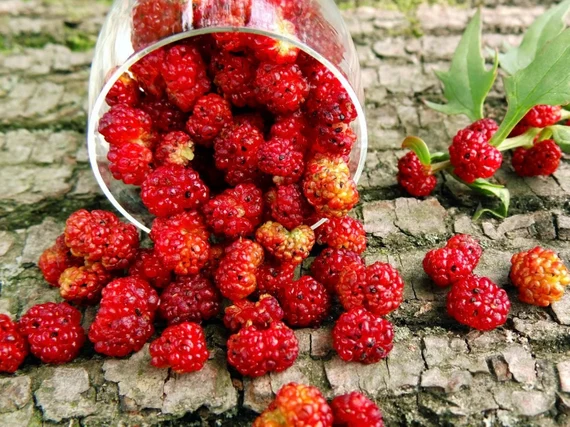 cülek yenir mi İt Üzümü (Chenopodium Foliosum)