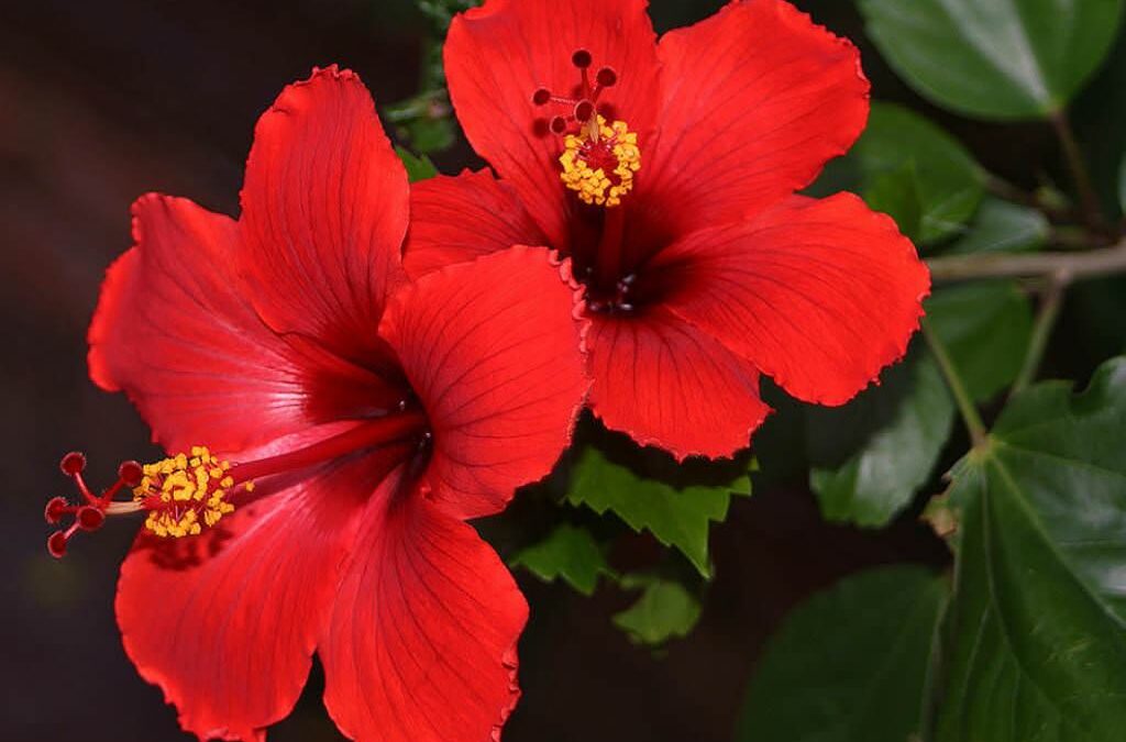 japon gülü nasıl çoğaltılır