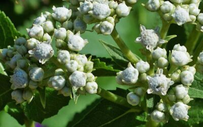 Kinin Nedir? Kinin Zararları Neler?