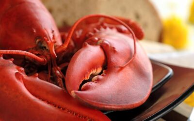 Kitin Nerede Bulunur? Suda Çözünür mü?