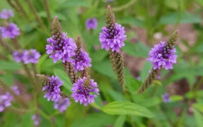 Vervain Nedir? Vervain Faydaları Neler?