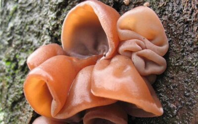 Ağaç Kulak Mantarı Nedir? Yahudi Kulağı Mantarı