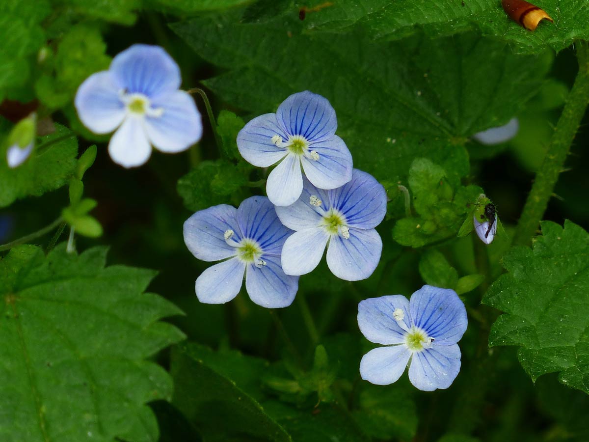 Cırcamuk Veronica persica faydaları