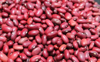 Etiyopya Fasulyesi Nedir? Etiyopya fasulyesi Besin Değerleri