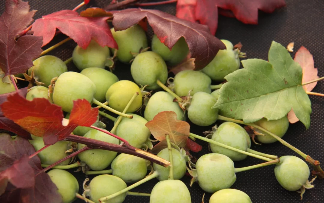 geyik elması faydaları