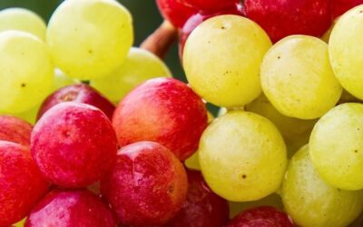 Proantosiyanidin Nedir? Proantosiyanidin Faydaları Neler?
