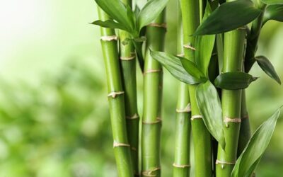 Vanshlochan (Bambu Manna) Nedir?