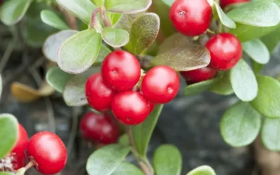 Bearberry Nedir? Ayı Üzümü Faydaları Neler?